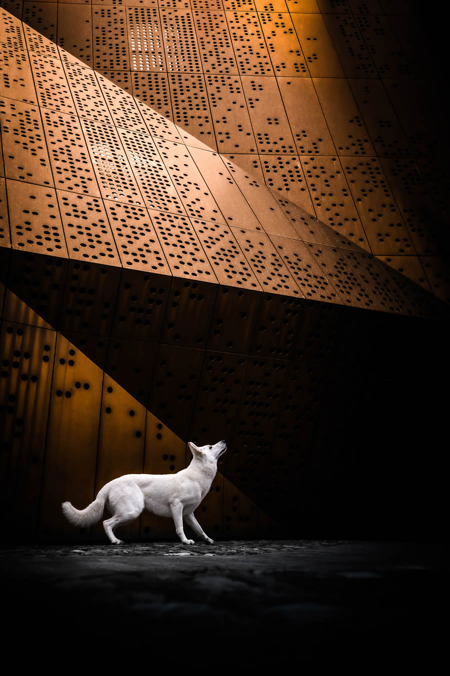 Dog Photography Awards 2024 Winners