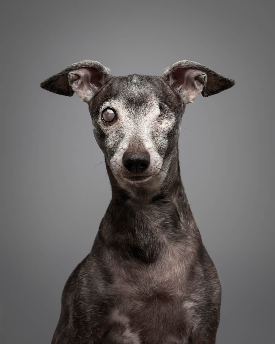 Dog Photography Awards 2024 Winners