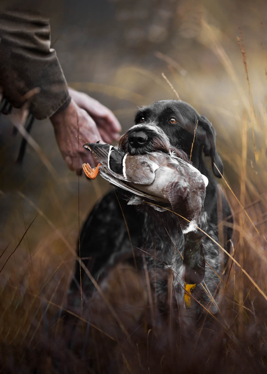 Dog Photography Awards 2024 Winners