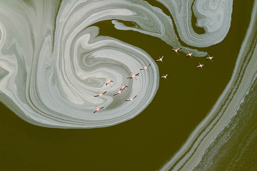 Siena Drone Wildlife Photography Awards