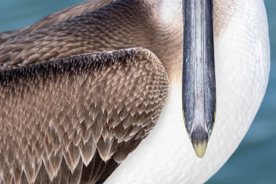 Bird and Animals 2024 European Nature Photographer of the Year Awards