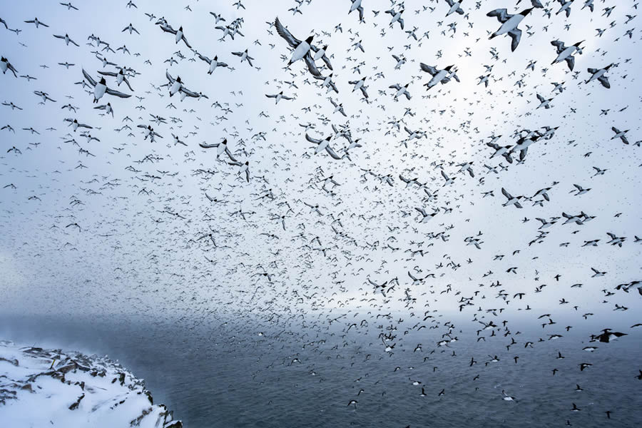 Bird and Animals 2024 European Nature Photographer of the Year Awards