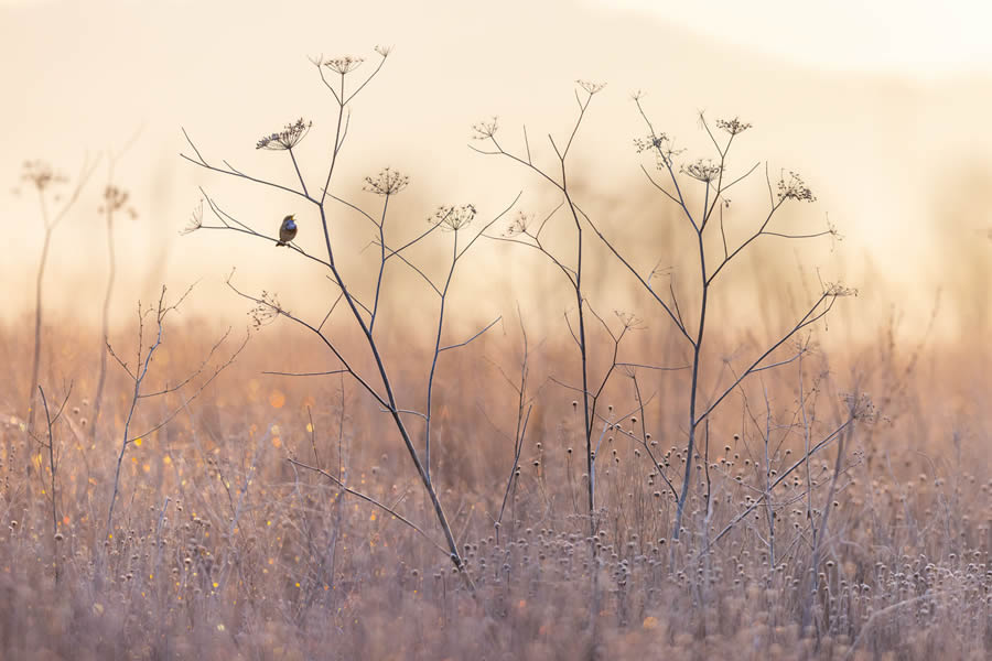 Bird and Animals 2024 European Nature Photographer of the Year Awards