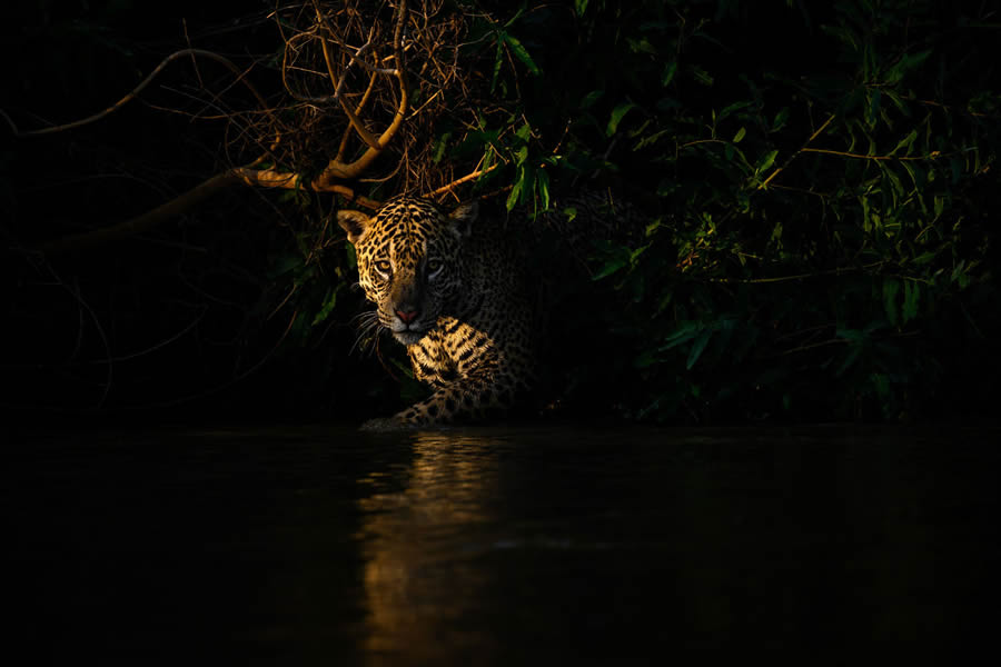 Bird and Animals 2024 European Nature Photographer of the Year Awards