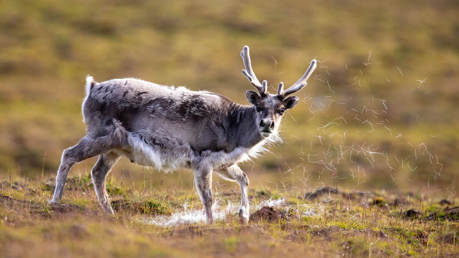 Bird and Animals 2024 European Nature Photographer of the Year Awards