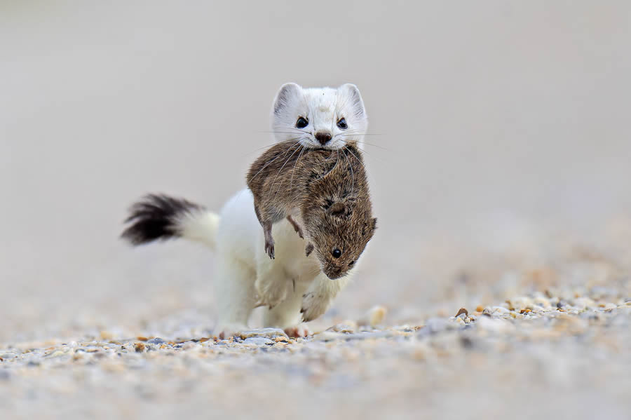 Bird and Animals 2024 European Nature Photographer of the Year Awards