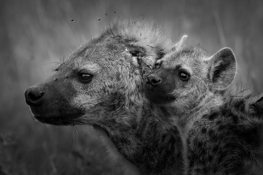 Bird and Animals 2024 European Nature Photographer of the Year Awards