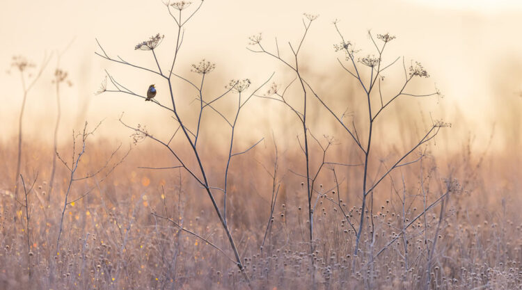 Bird and Animals 2024 European Nature Photographer of the Year Awards