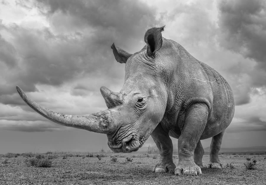 Fine Art Wildlife Photography By James Lewin