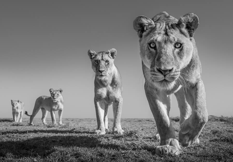 Fine Art Wildlife Photography By James Lewin