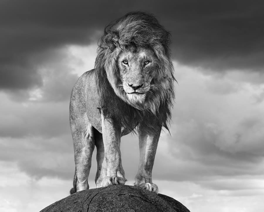 Fine Art Wildlife Photography By James Lewin