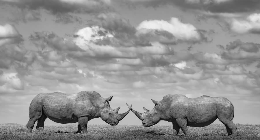 Fine Art Wildlife Photography By James Lewin