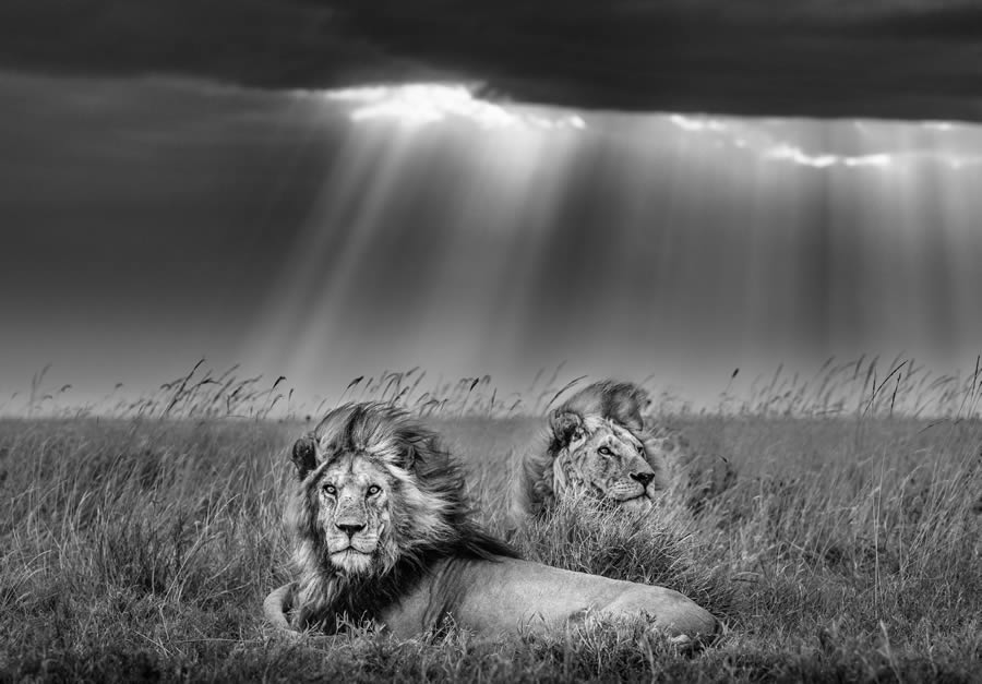 Fine Art Wildlife Photography By James Lewin