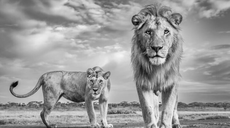 Fine Art Wildlife Photography By James Lewin