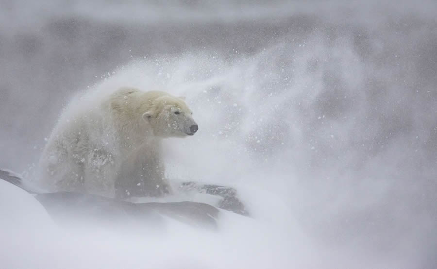 2024 European Nature Photographer Of The Year Winners