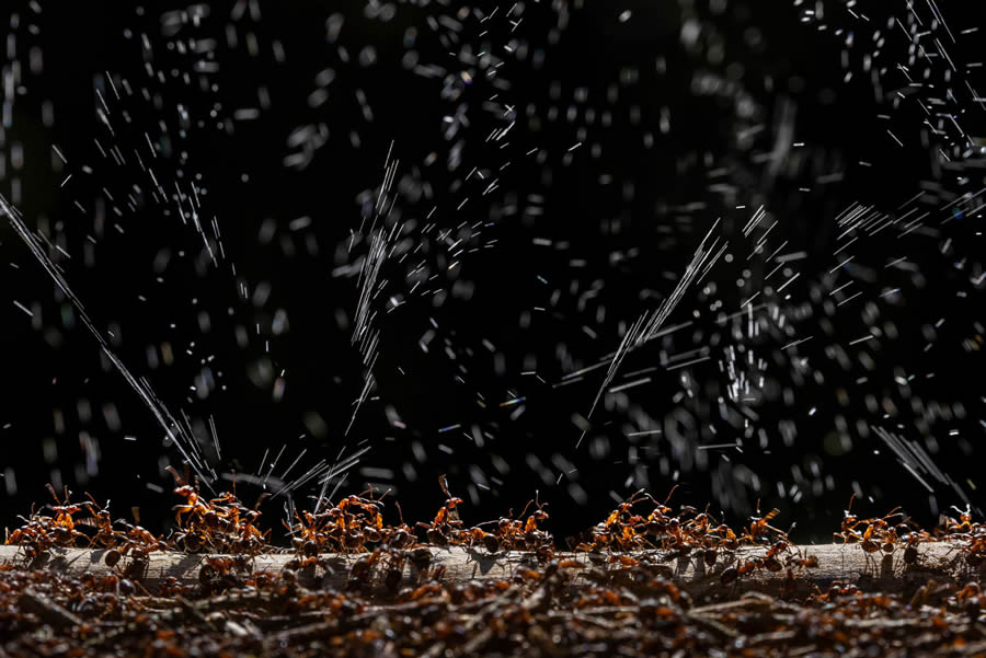 2024 European Nature Photographer Of The Year Winners