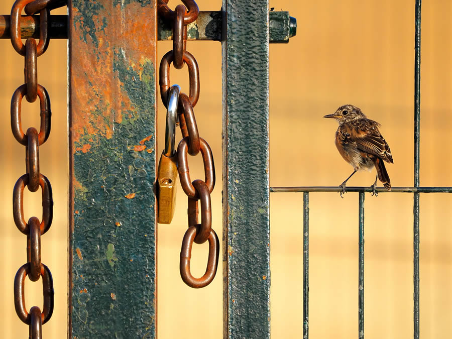 2024 European Nature Photographer Of The Year Winners