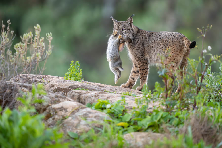 2024 European Nature Photographer Of The Year Winners