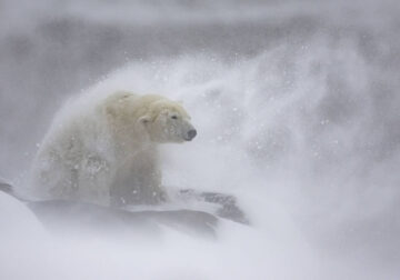 2024 European Nature Photographer Of The Year Winners