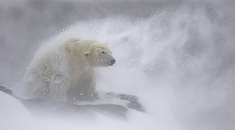 2024 European Nature Photographer Of The Year Winners