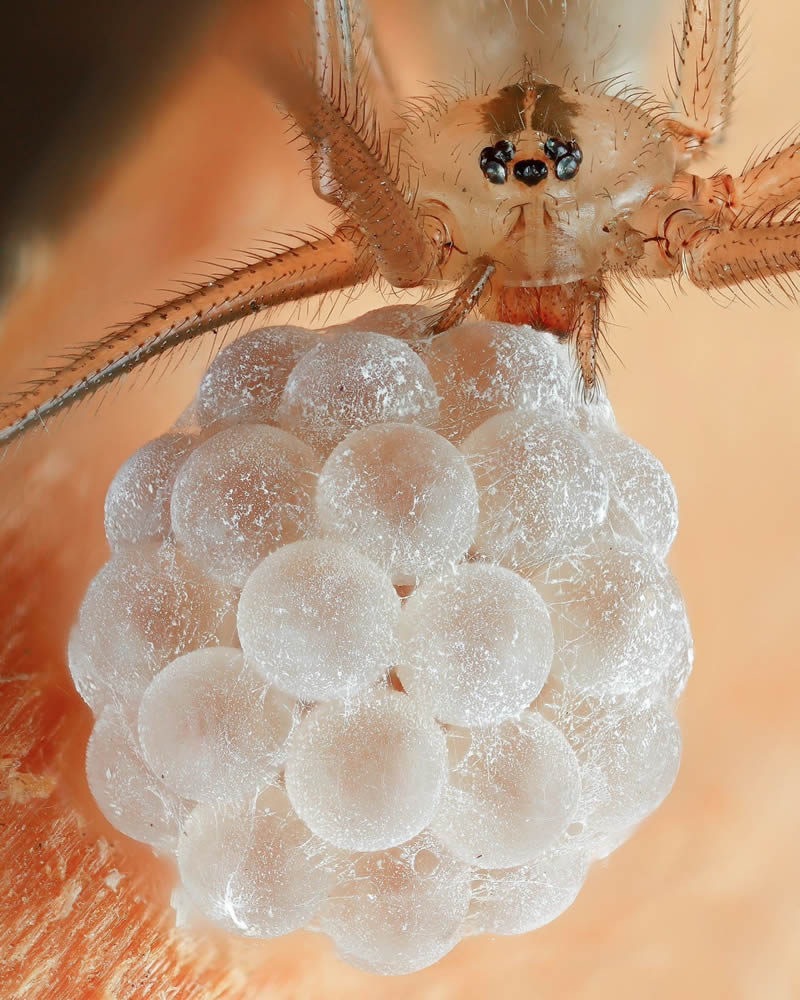 Stunning Close-Up Portraits Of Insects by Andrey Shapovalov