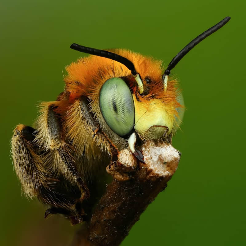 Stunning Close-Up Portraits Of Insects by Andrey Shapovalov