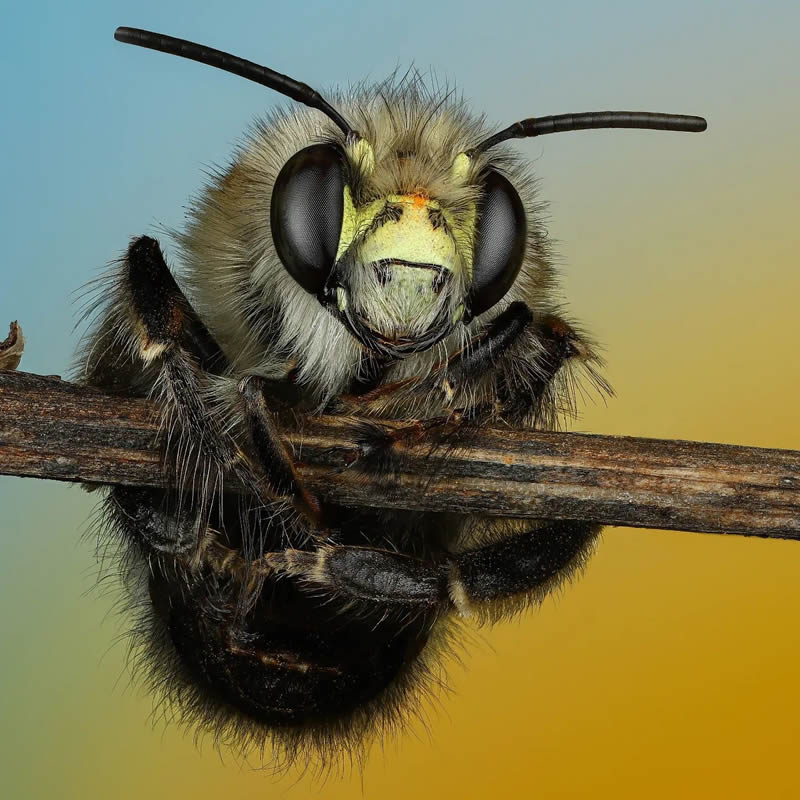 Stunning Close-Up Portraits Of Insects by Andrey Shapovalov