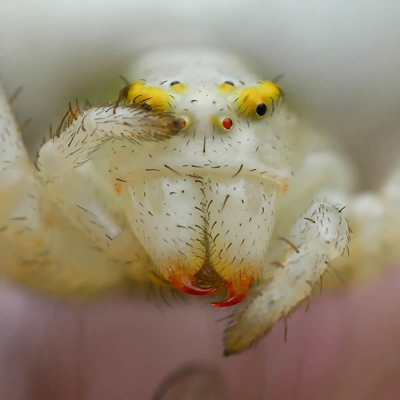 Stunning Close-Up Portraits Of Insects by Andrey Shapovalov