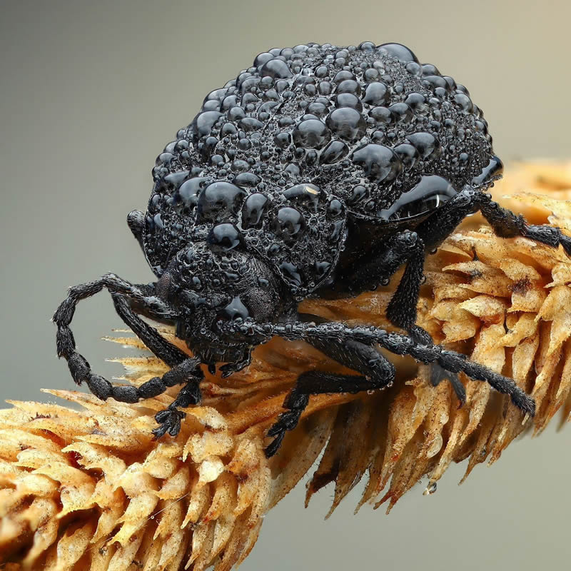 Stunning Close-Up Portraits Of Insects by Andrey Shapovalov