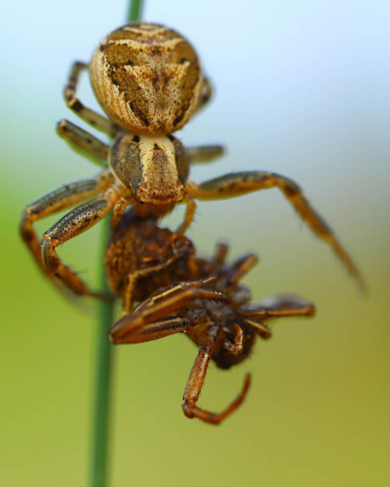 Stunning Close-Up Portraits Of Insects by Andrey Shapovalov