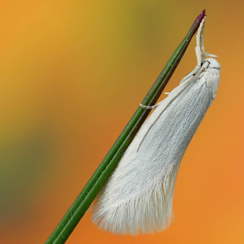 Stunning Close-Up Portraits Of Insects by Andrey Shapovalov