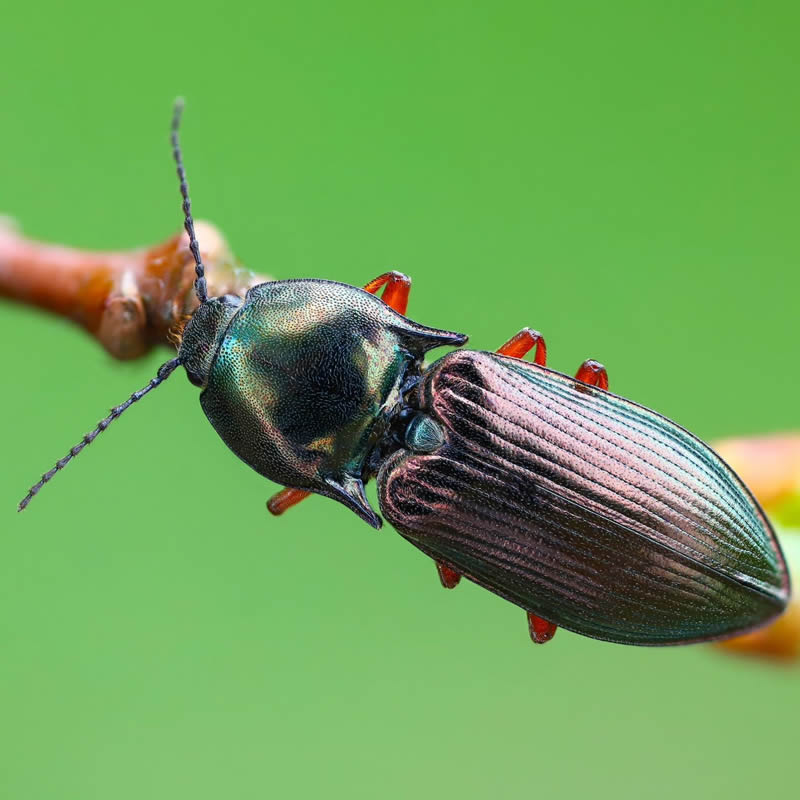 Stunning Close-Up Portraits Of Insects by Andrey Shapovalov