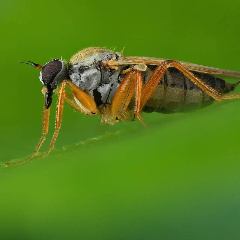 Stunning Close-Up Portraits Of Insects by Andrey Shapovalov