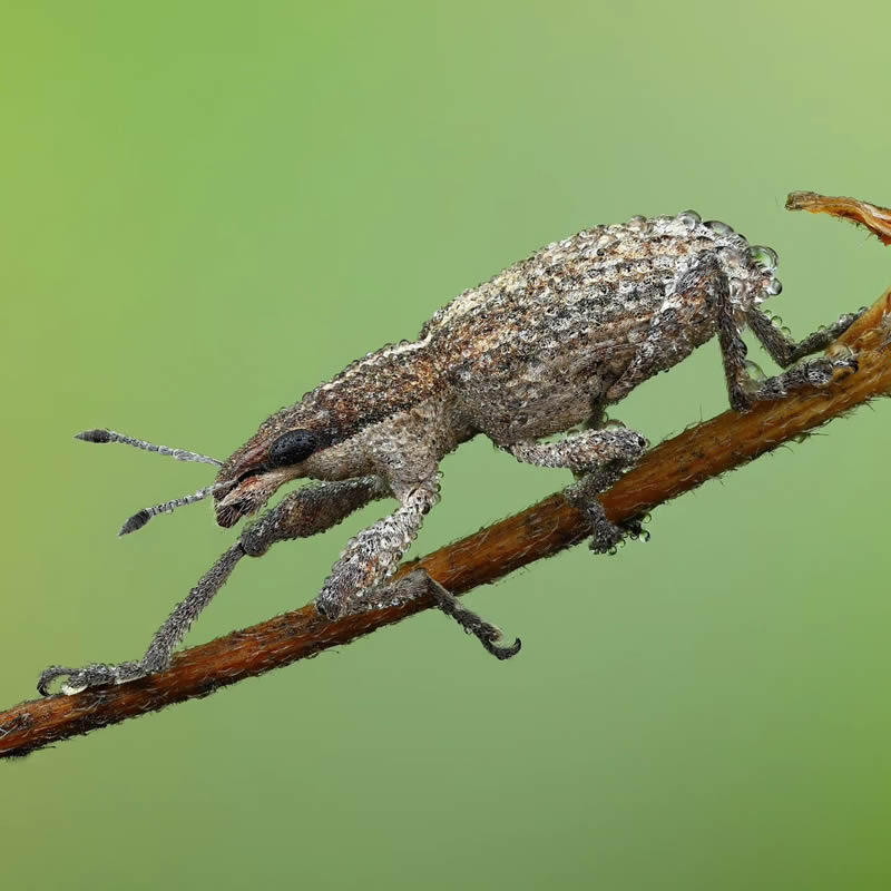 Stunning Close-Up Portraits Of Insects by Andrey Shapovalov