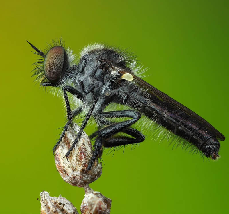 Stunning Close-Up Portraits Of Insects by Andrey Shapovalov