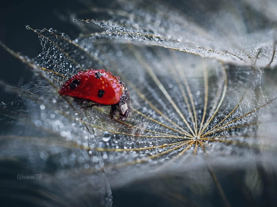 Incredible Macro Photos Of Ladybugs by Maria Isaev