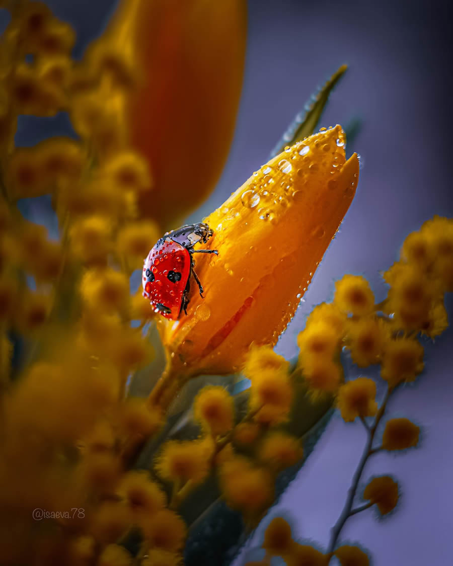 Incredible Macro Photos Of Ladybugs by Maria Isaev