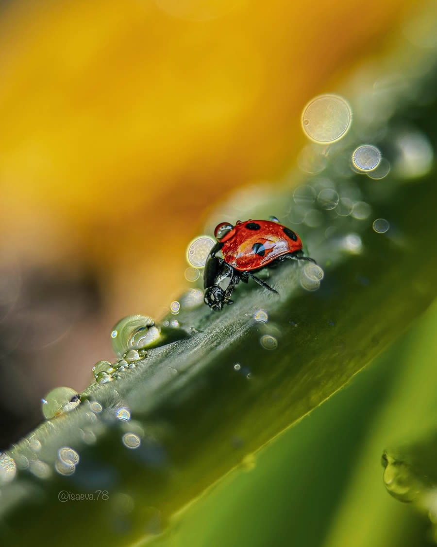 Incredible Macro Photos Of Ladybugs by Maria Isaev