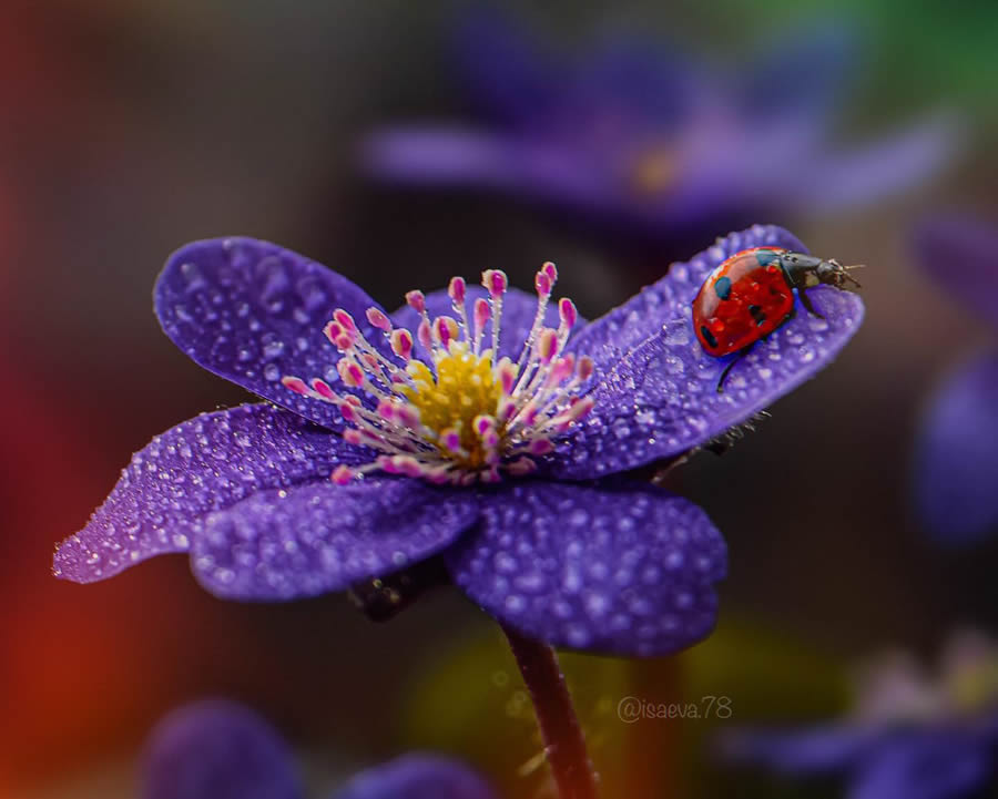 Incredible Macro Photos Of Ladybugs by Maria Isaev