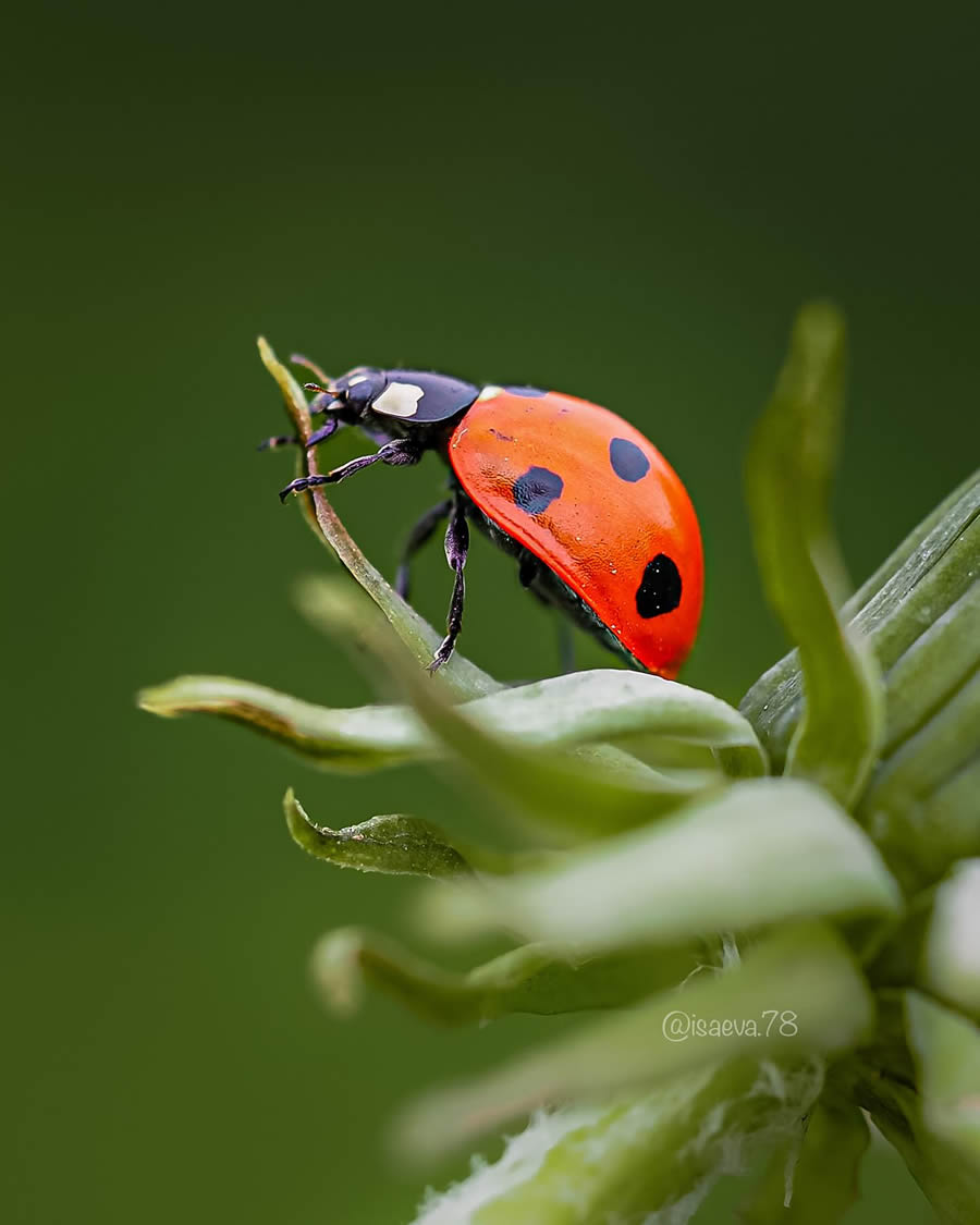 Incredible Macro Photos Of Ladybugs by Maria Isaev