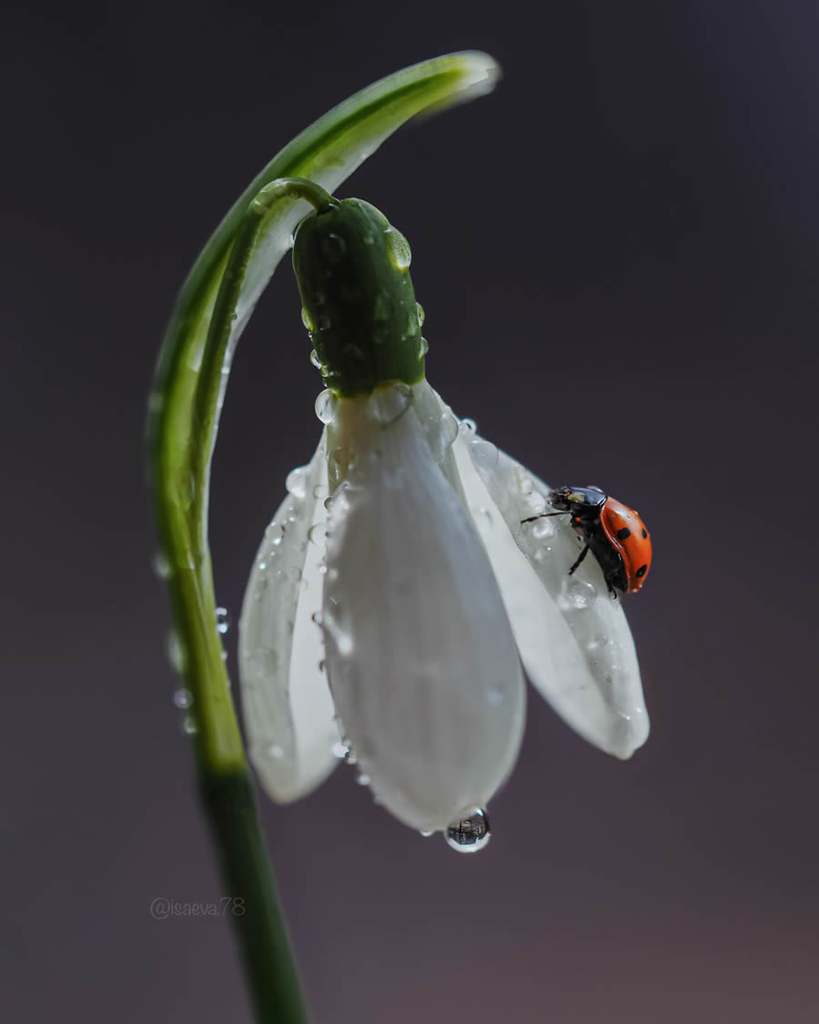 Incredible Macro Photos Of Ladybugs by Maria Isaev