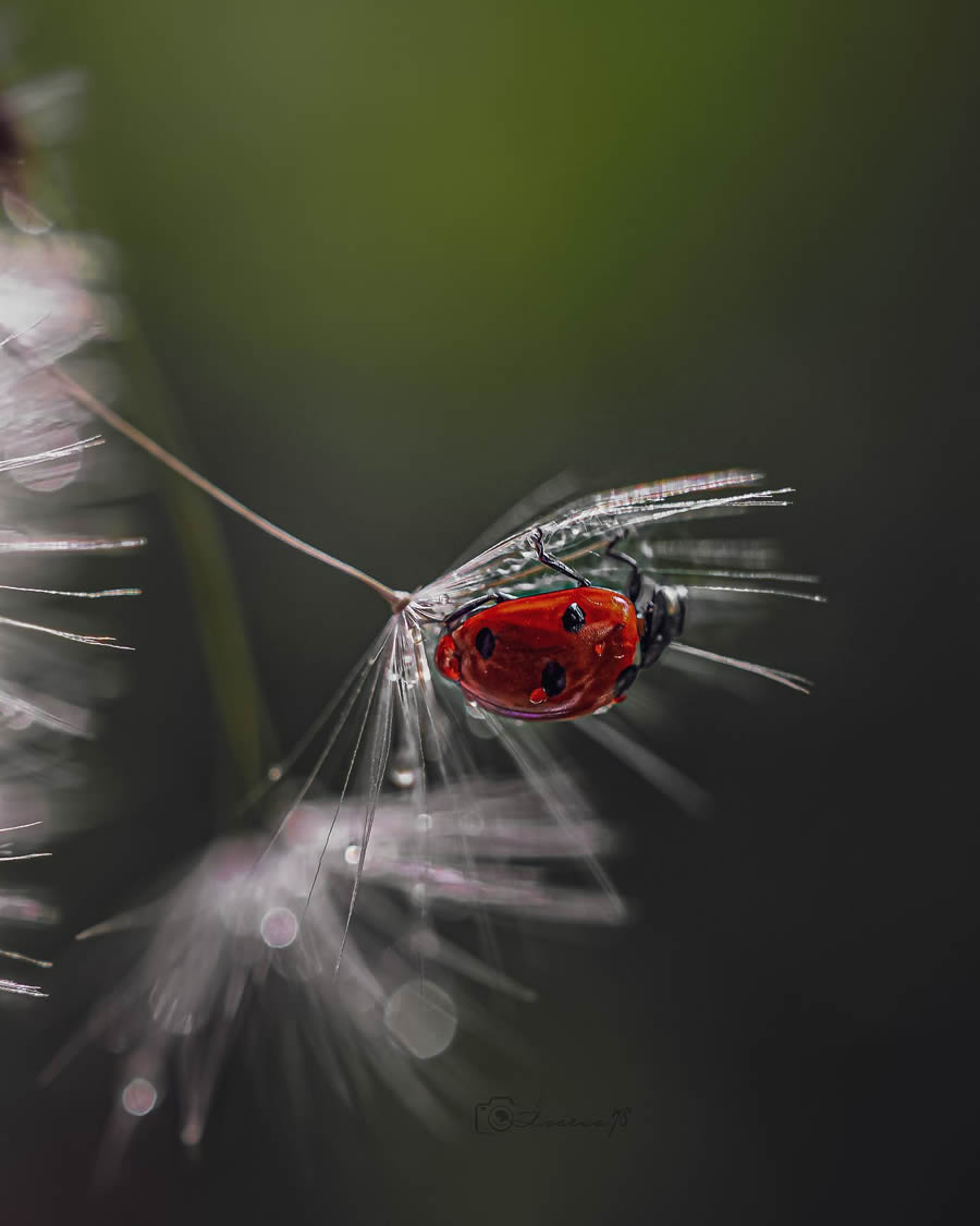 Incredible Macro Photos Of Ladybugs by Maria Isaev