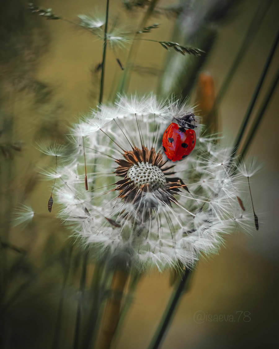 Incredible Macro Photos Of Ladybugs by Maria Isaev