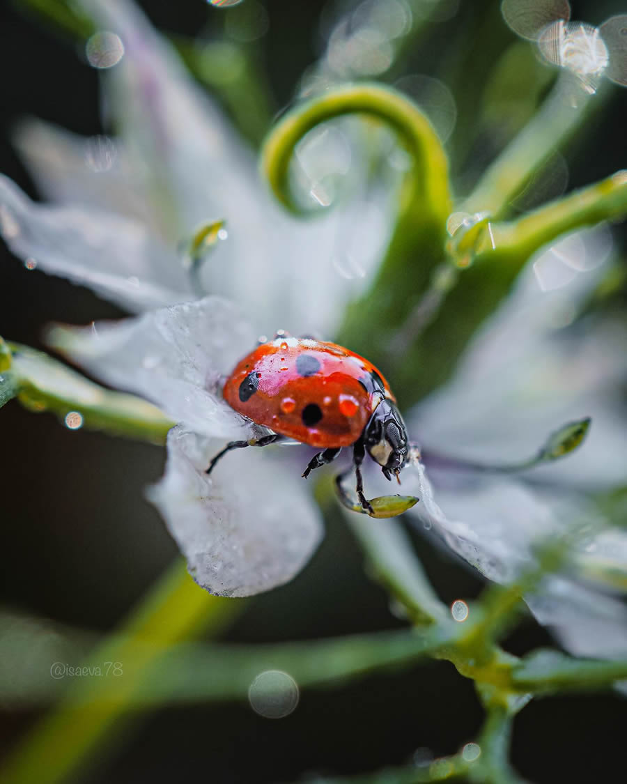 Incredible Macro Photos Of Ladybugs by Maria Isaev