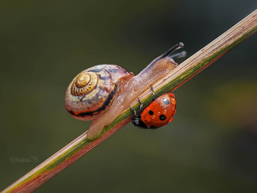 Incredible Macro Photos Of Ladybugs by Maria Isaev