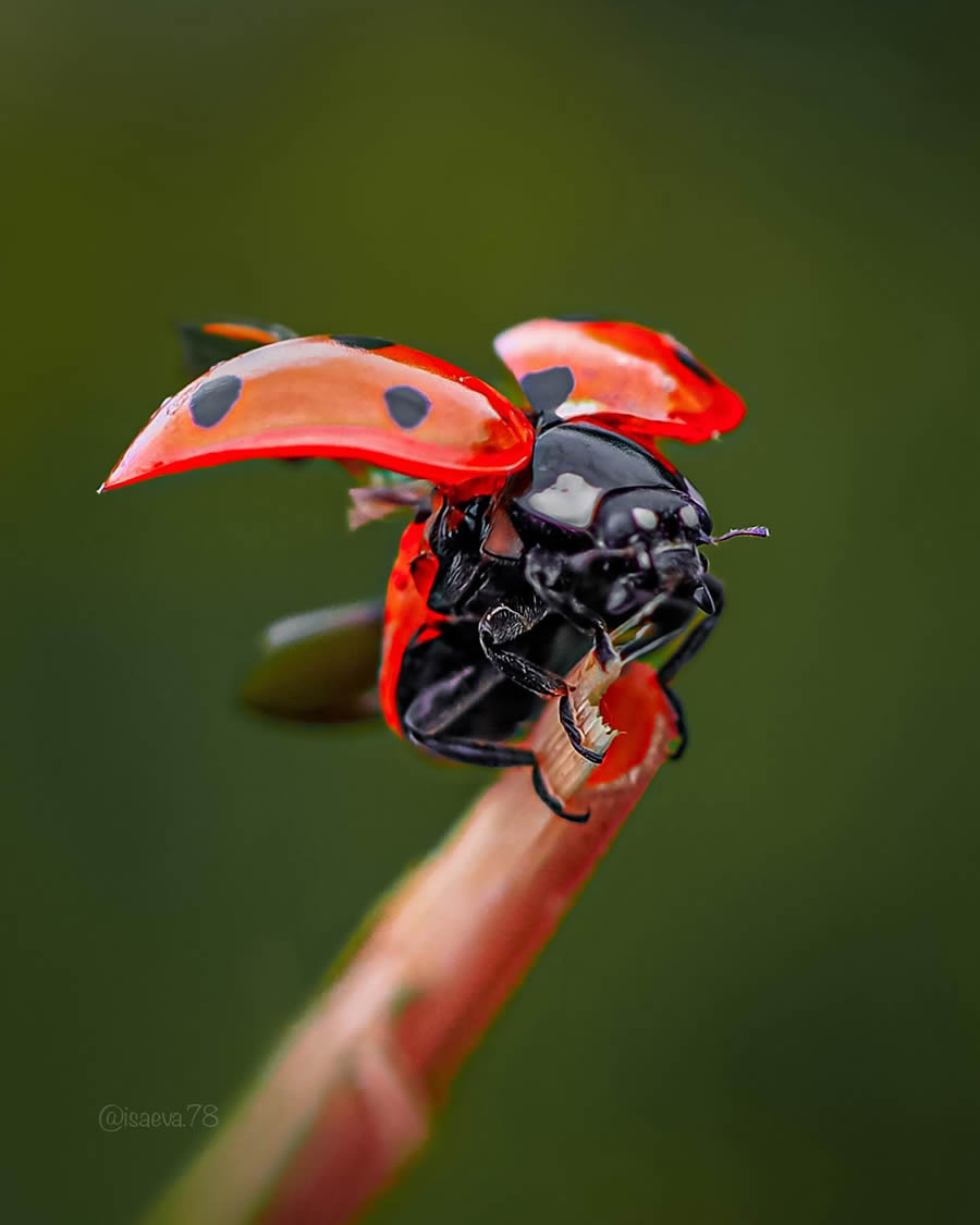 Incredible Macro Photos Of Ladybugs by Maria Isaev