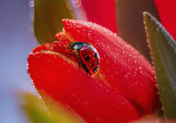 Incredible Macro Photos Of Ladybugs by Maria Isaev