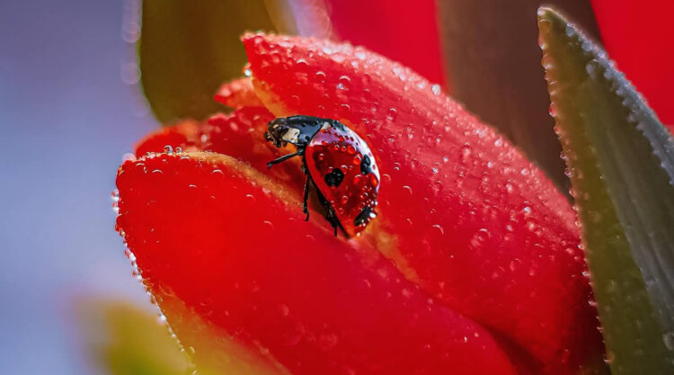 Incredible Macro Photos Of Ladybugs by Maria Isaev