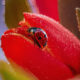 Incredible Macro Photos Of Ladybugs by Maria Isaev