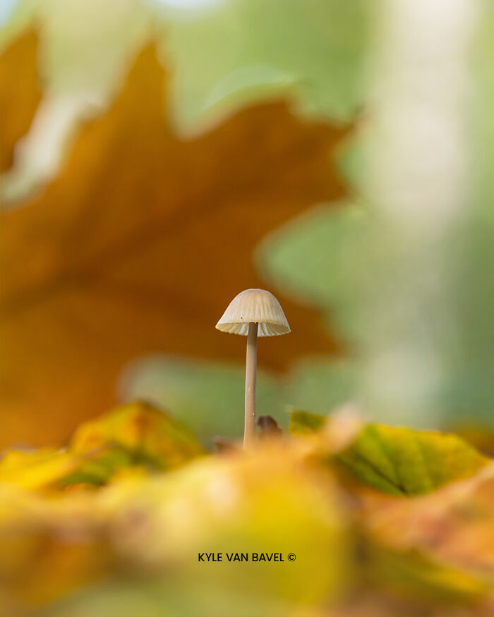 Beauty of Nature in Autumn By Kyle van Bavel